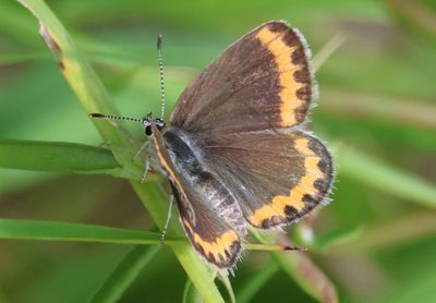 Plebejus melissa; Melissa Blue; female