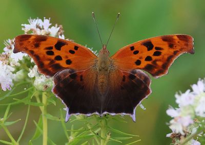 Polygonia interrogationis; Question Mark; spring/summer form