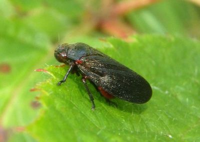 Prosapia ignipectus; Red-legged Spittlebug