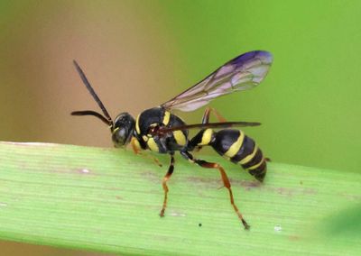 Psammaletes mexicanus; Sand Wasp species