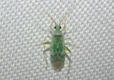 Reuteria Plant Bug species