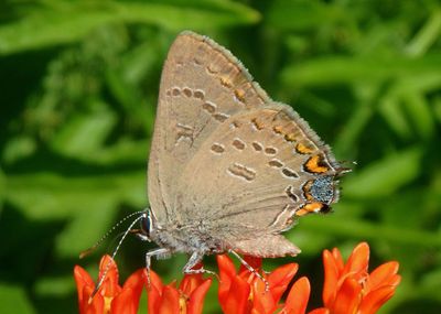 Satyrium edwardsii; Edwards' Hairstreak