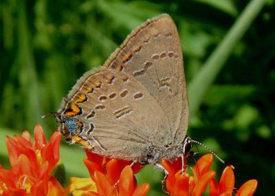 Satyrium edwardsii; Edwards' Hairstreak