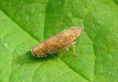 Scaphytopius acutus; Sharp-nosed Leafhopper