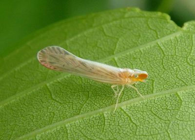 Shellenius schellenbergii; Derbid Planthopper species