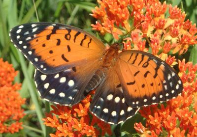 Speyeria idalia; Regal Fritillary; female