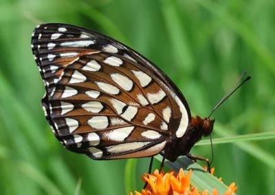 Speyeria idalia; Regal Fritillary; female