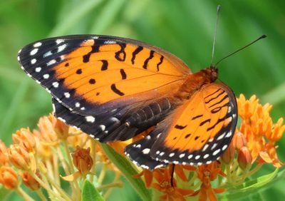 Speyeria idalia; Regal Fritillary; female