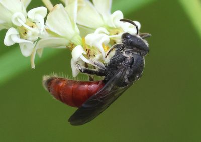 Sphecodes Sweat Bee species