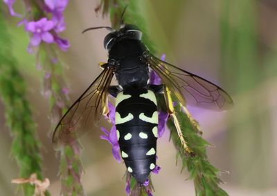 Stictia carolina; Horse Guard Wasp