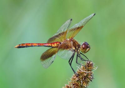 Sympetrum semicinctum; Band-winged Meadowhawk; male