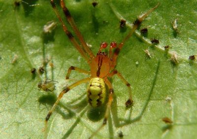 Theridion Cobweb Spider species