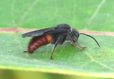 Timulla vagans; Velvet Ant species; male