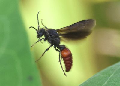 Timulla vagans; Velvet Ant species; male