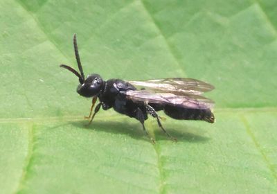 Tiphiinae Tiphiid Wasp species; male