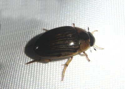 Tropisternus collaris; Water Scavenger Beetle species