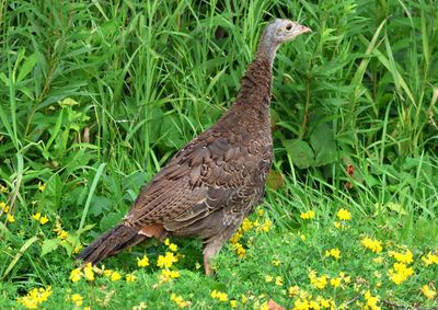 Wild Turkey; juvenile