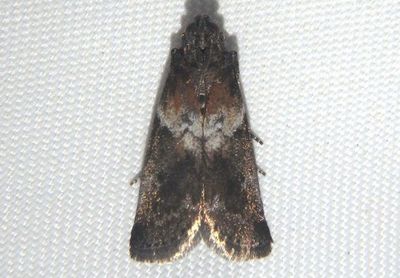 5775.2 - Salebriaria rufimaculatella; Pyralid Moth species