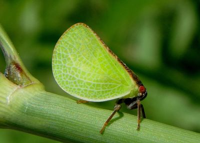 Acanalonia bivittata; Two-striped Planthopper