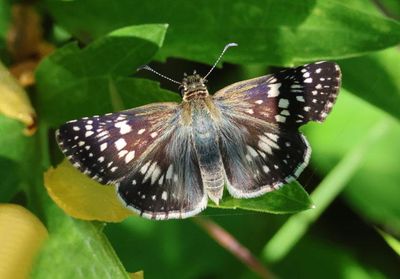 Pyrgus communis; Common Checkered-Skipper