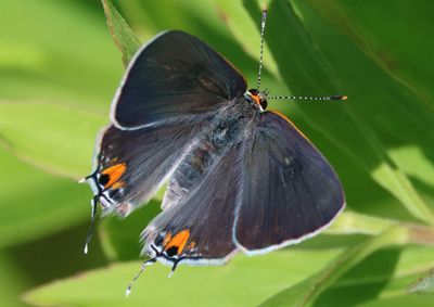 Strymon melinus; Gray Hairstreak