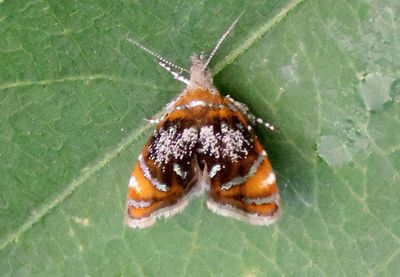 2629 - Prochoreutis inflatella; Skullcap Skeletonizer Moth