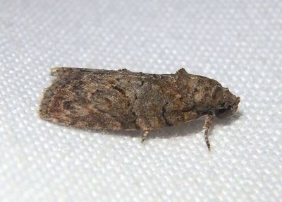8974 - Garella nilotica; Black-olive Caterpillar Moth; exotic