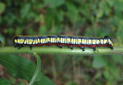 10202 - Cucullia convexipennis; Brown-hooded Owlet Caterpillar