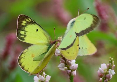 Colias philodice; Clouded Sulphur pair