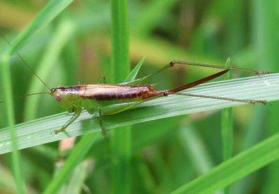 Conocephalus brevipennis; Short-winged Meadow Katydid; female