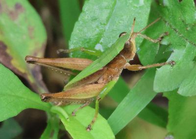 Dichromorpha viridis; Short-winged Green Grasshopper; male