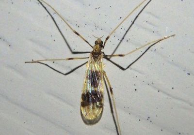 Erioptera venusta; Limoniid Crane Fly species