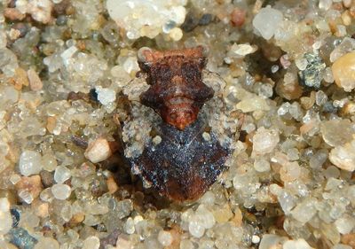 Gelastocoris oculatus; Big-Eyed Toad Bug