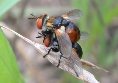 Gymnosoma Tachinid Fly species pair
