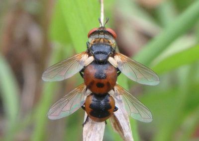 Gymnosoma Tachinid Fly species pair