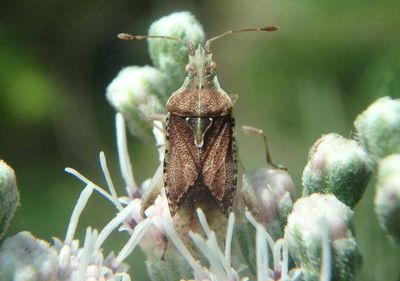 Harmostes fraterculus; Scentless Plant Bug species