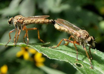 Machimus antimachus; Robber Fly species pair