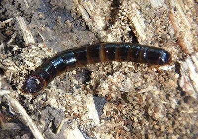 Meracantha contracta; Darkling Beetle species larva