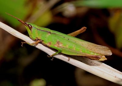 Metaleptea brevicornis; Clip-wing Grasshopper; female