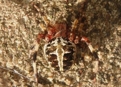 Neoscona domiciliorum; Spotted Orbweaver
