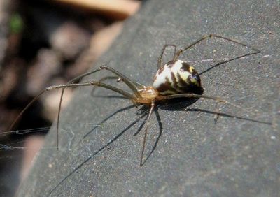 Neriene radiata; Filmy Dome Spider