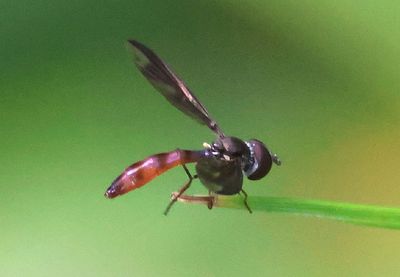 Ocyptamus fuscipennis; Syrphid Fly species
