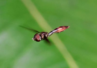 Ocyptamus fuscipennis; Syrphid Fly species