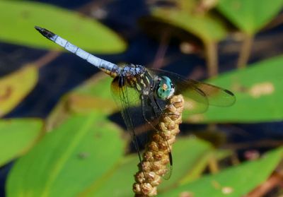 Pachydiplax longipennis; Blue Dasher; male