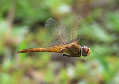 Pantala flavescens; Wandering Glider
