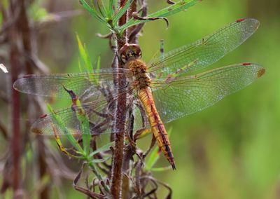 Pantala flavescens; Wandering Glider