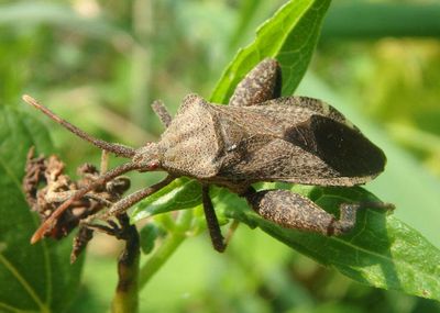 Piezogaster calcarator; Leaf-footed Bug species