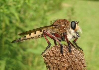 Promachus hinei; Robber Fly species; male