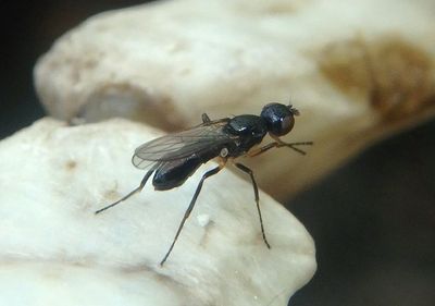 Sepsidae Black Scavenger Fly species