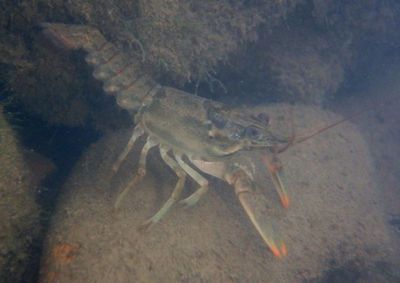 Faxonius virilis; Virile Crayfish
